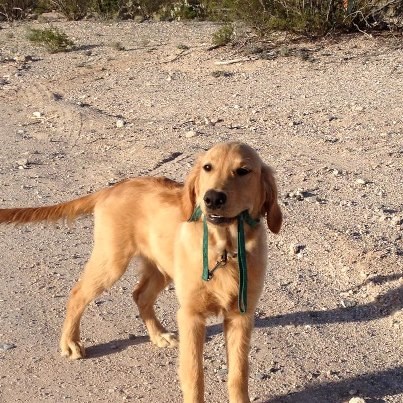 A dog standing on a dirt road holds a leash in its mouth.