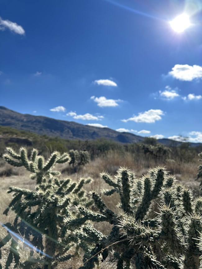 chainfruit cholla