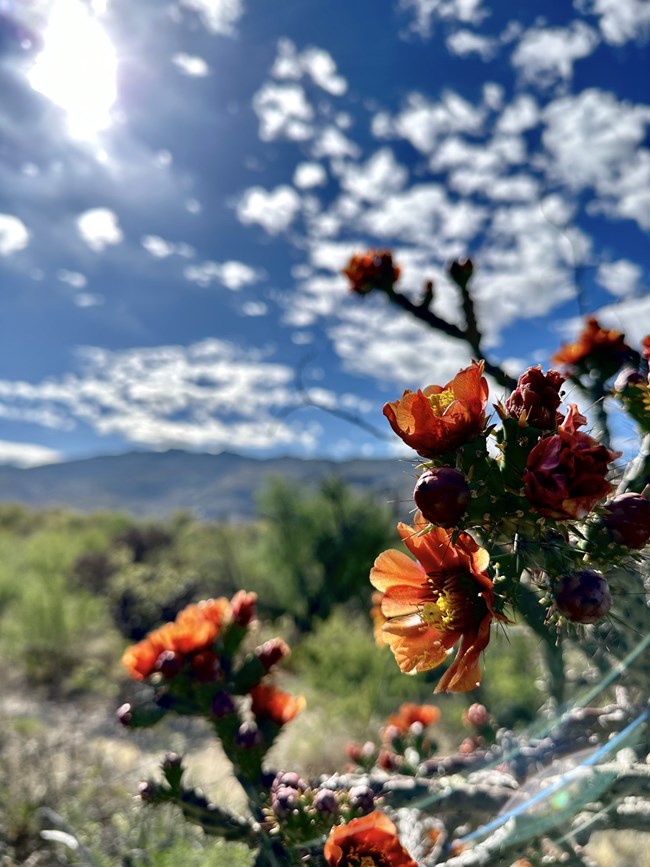 cholla bloom 2