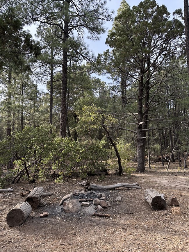 ponderosa pines surround a campsite at Happy Valley campground