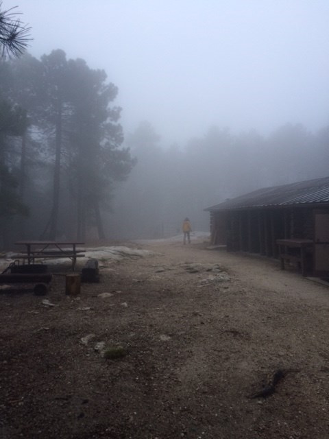Foggy Day at Manning