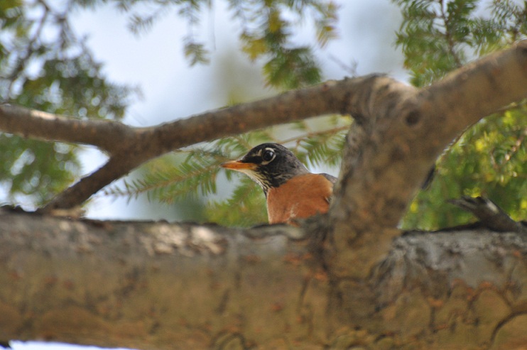 Robin DSC_0486- Small Size