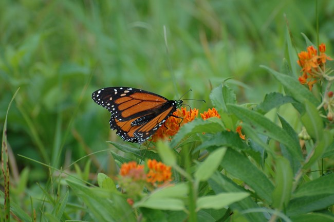 Monarch butterfly flitting through the fields of Sagamore Hill. NPS/Scott Gurney