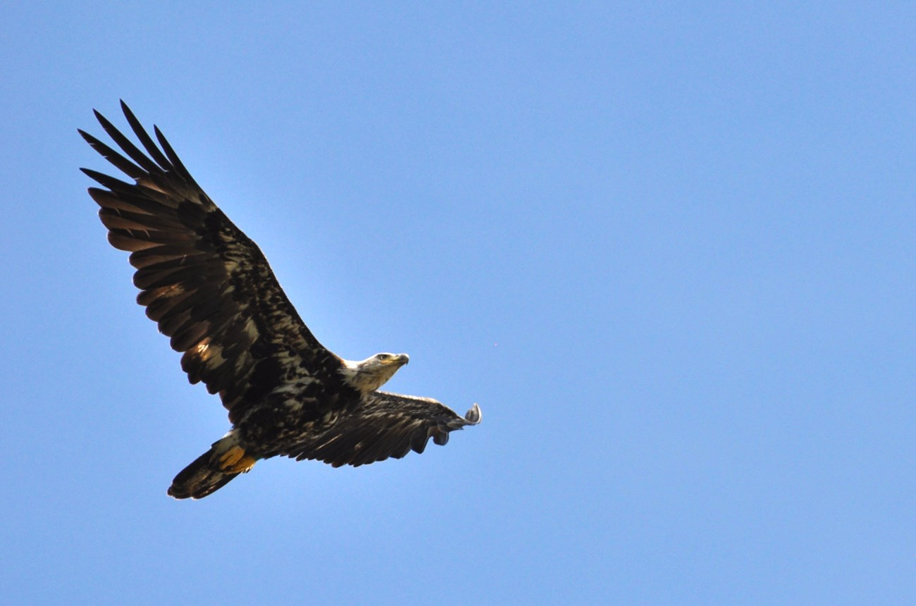 A soaring brown and white eagle against blue sky.