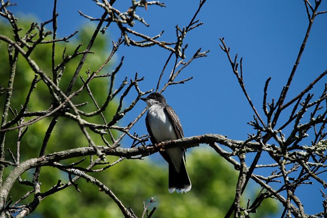 A gray and white Kingbird perched on a tree against a blue sky background