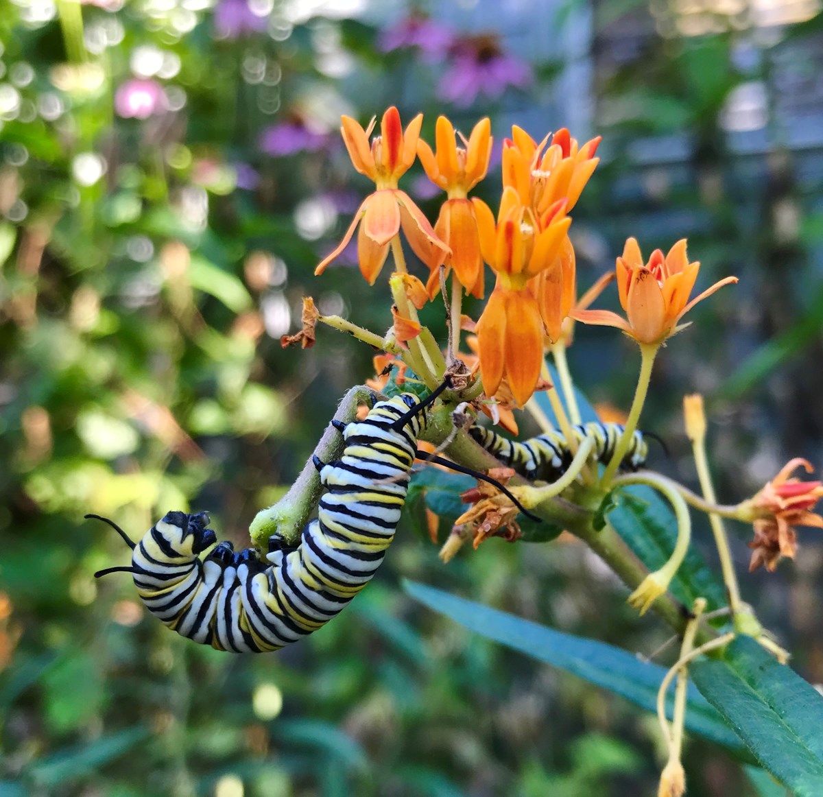 A close up of a black, yellow, and white striped caterpillar on orange flowers.