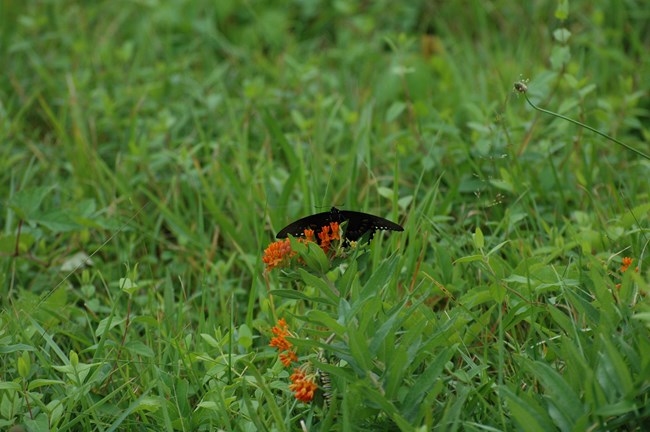 Swallowtail butterfly and monarch caterpillar in milkweed. NPS/Scott Gurney