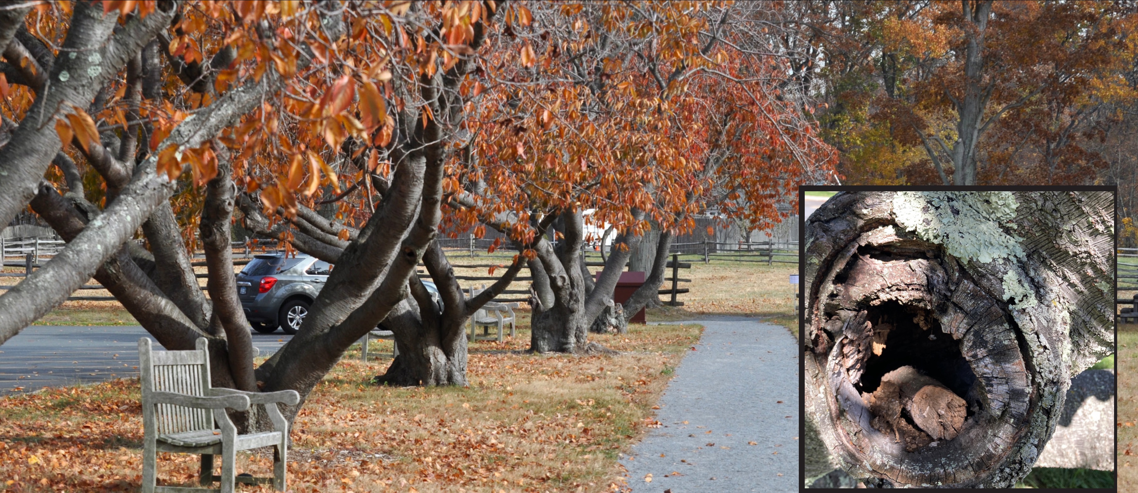 Image of Cherry Trees in the Fall