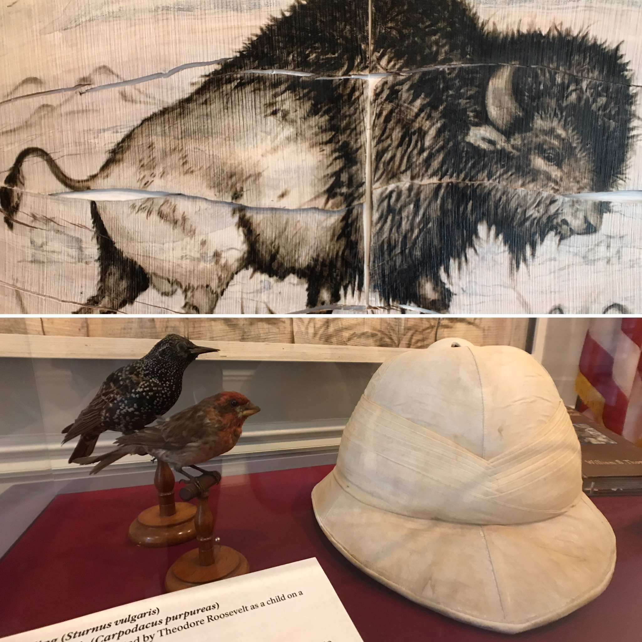 Conservation from Here Exhibit Artwork depicting a bison, stuffed birds and Roosevelt's pith helmet.