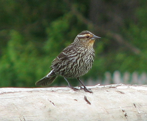 Red-Winged Blackbird female