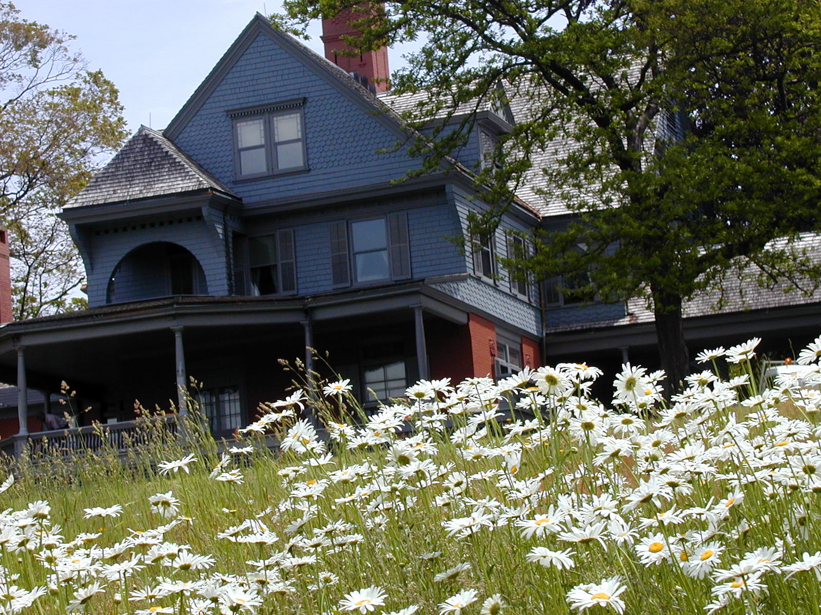 Daisies growing in front of Sagamore Hill.