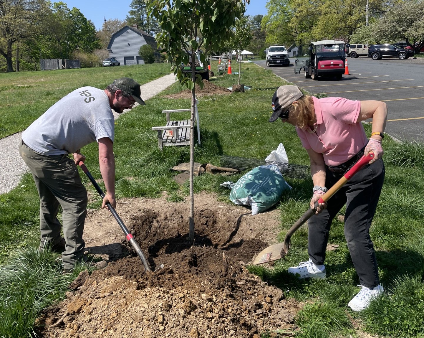 New Cherry Trees at Sagamore Hill 2024 New Cherry Trees at Sagamore Hill 2024
