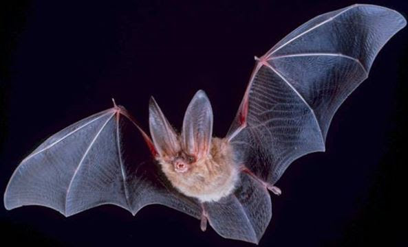 A bat in flight.