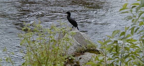 Double Crested Comorant