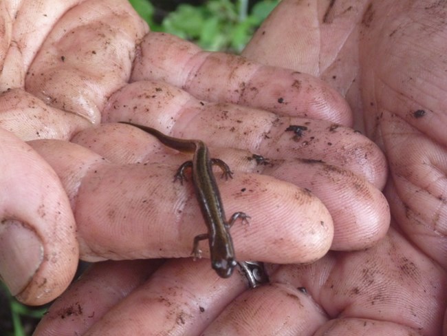 Two-lined Salamander Two-lined Salamander