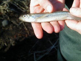 Fisheries biologist holding a rainbow smelt. Fisheries biologist holding a rainbow smelt.