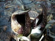 The skunk cabbage flowers in early spring at the Saugus Iron Works. The skunk cabbage flowers in early spring at the Saugus Iron Works.