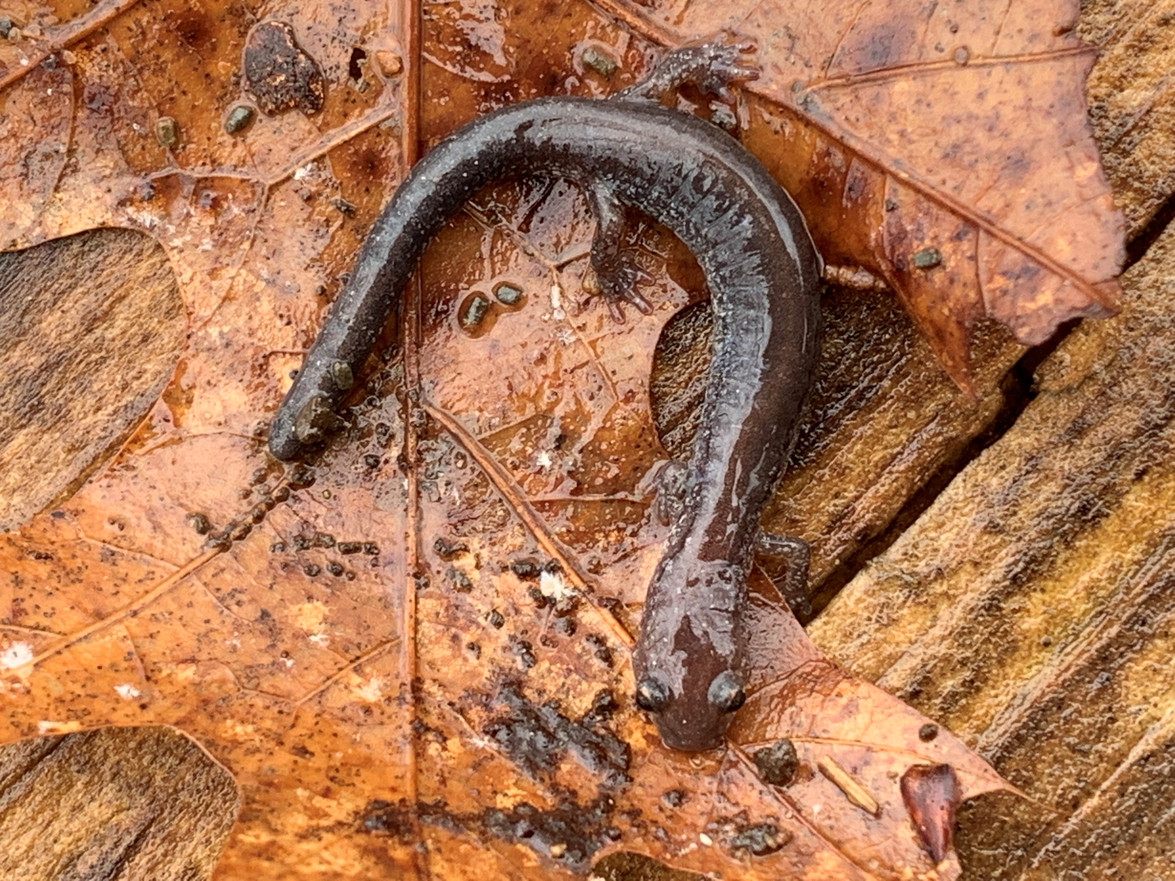 Small, red-backed salamander on an orange leaf.