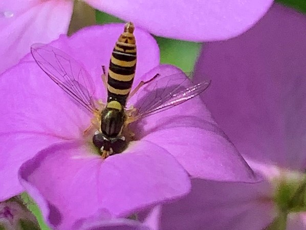 Tufted Globetail On Dames Rocket A black and white flying bug on a purple flower.