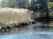 The non-native invasive grass Phragmites or common reed is prevalent along the Saugus River.