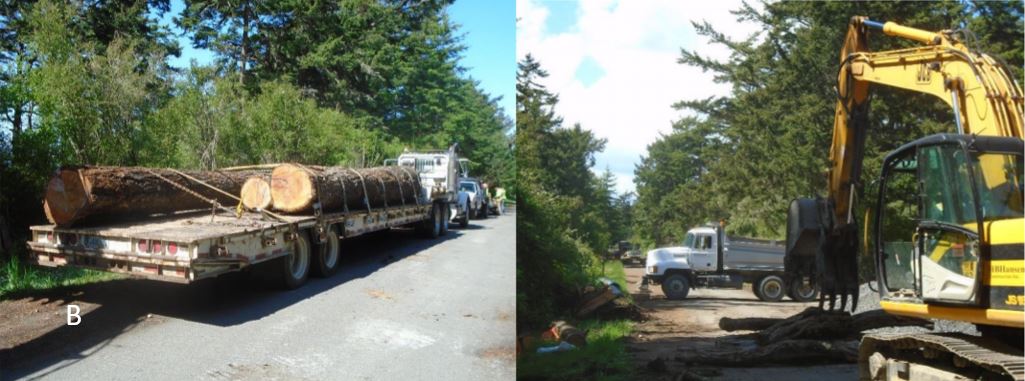 Flatbed trucks and heavy equipment moving logs for new entry road