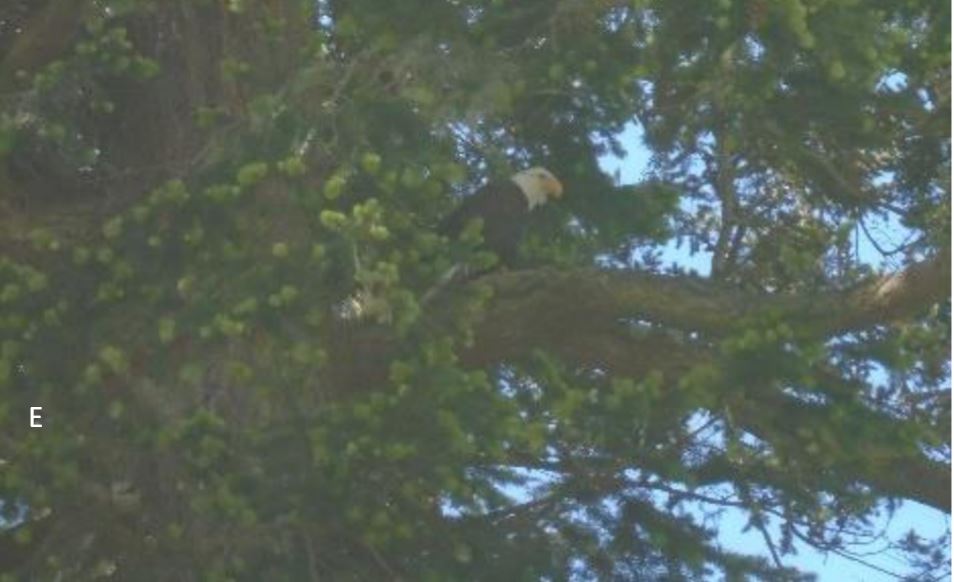 Eagle eyed supervisor Picture of bald eagle in tree overseeing project