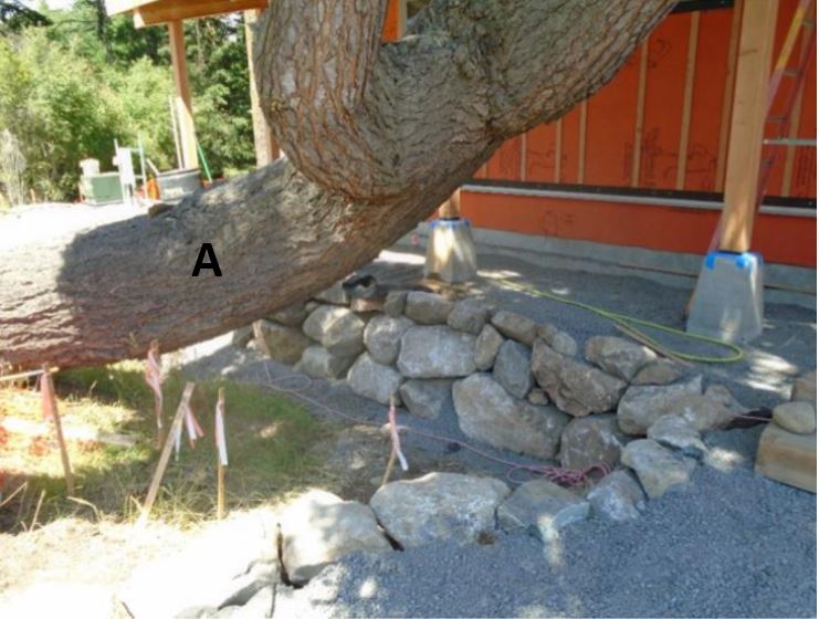 Natural rock wall around Doug Fir Rock wall now complete surrounding our old friend the Douglas Fir
