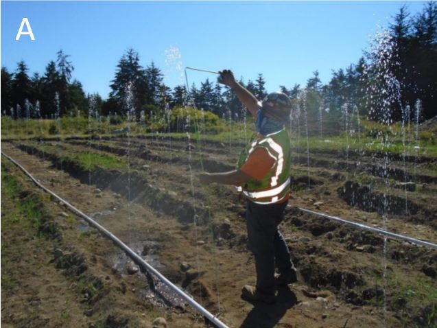 Worker performing squirt test in septic field