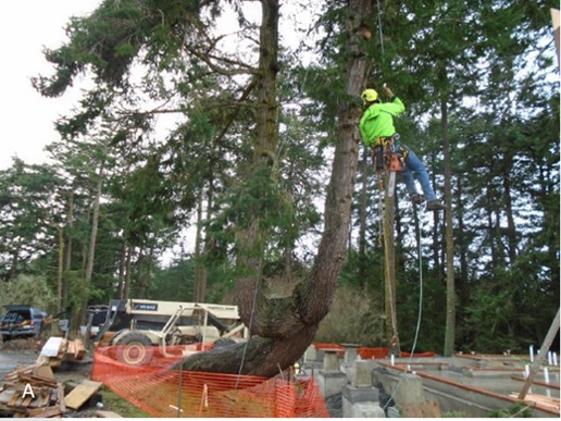Tree worker hoisted to trim branches of curving tree in front of visitor center