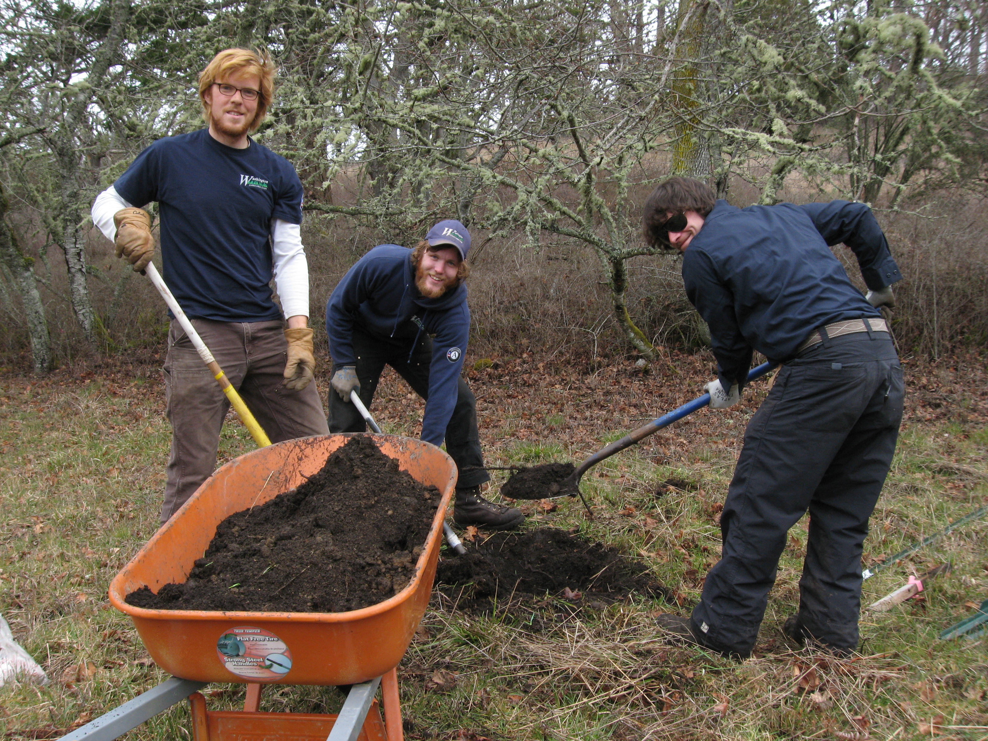 Workers digging at an fruit orchard site