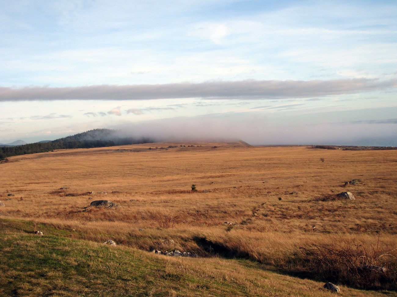 Prairie Fog