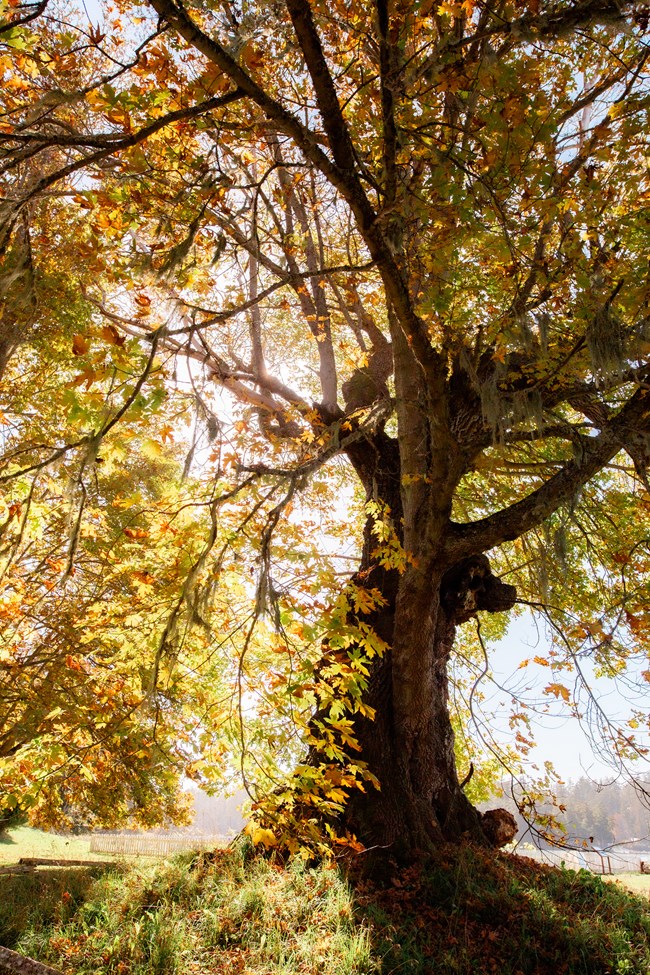 A big leaf maple tree during autumn