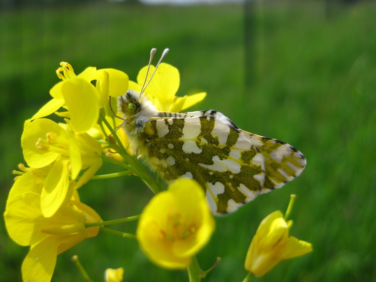 A green and white Island Marble Butterfly resting on a yellow mustard plant.