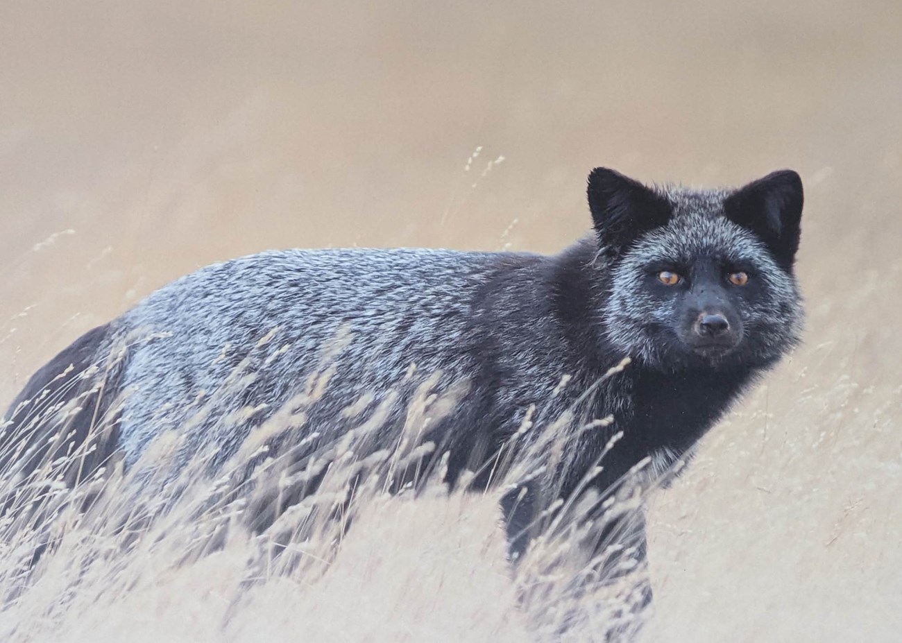 a black fox stares at the camera from prairie grass