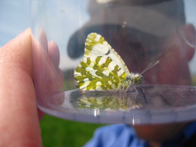 An island marble butterfly in a breathable plastic case being observed by a USFWS employee.