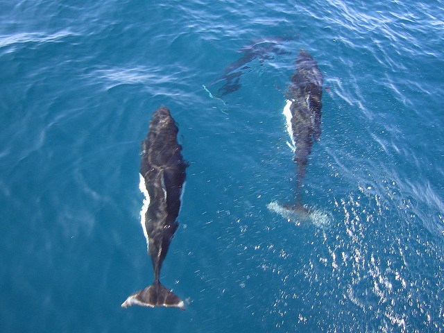 2 Dall's Porpoises under the water. 2 Dall's Porpoises under the water.