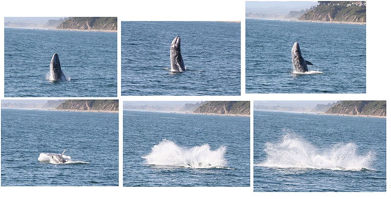 Gray-Whale-Collage