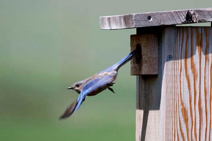 800px-Western_Bluebird_leaving_nest_box 800px-Western_Bluebird_leaving_nest_box