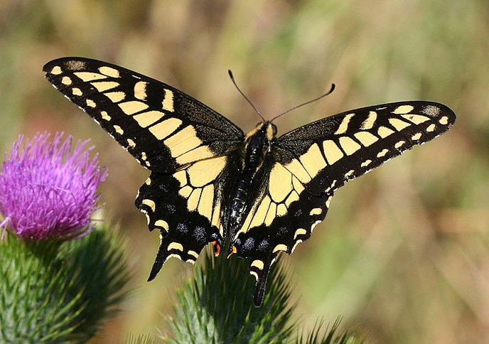 Anise_swallowtail Anise_swallowtail