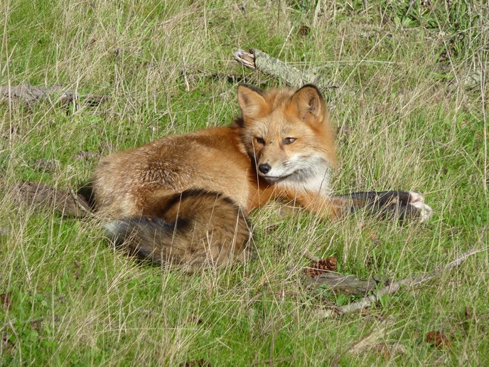 Red fox - San Juan Island National Historical Park (U.S. National Park