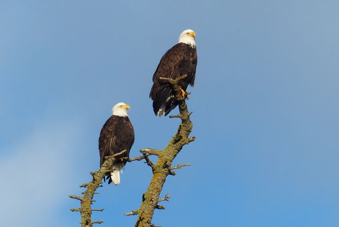 eagles or washington