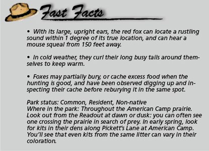 Fast Facts Marble_fox
