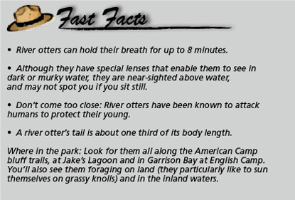 River Otter Facts For Kids – Kids Matttroy
