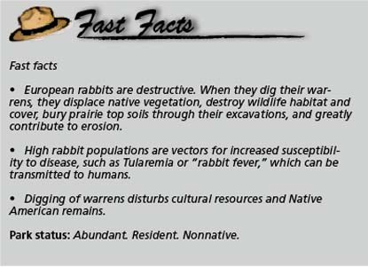 Fast Facts_rabbit