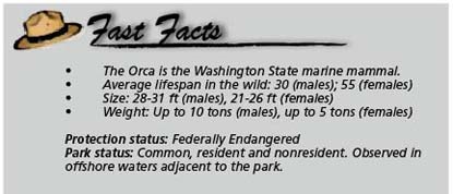 Fast facts Orca
