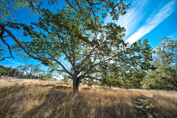 Garry oak on Young Hill