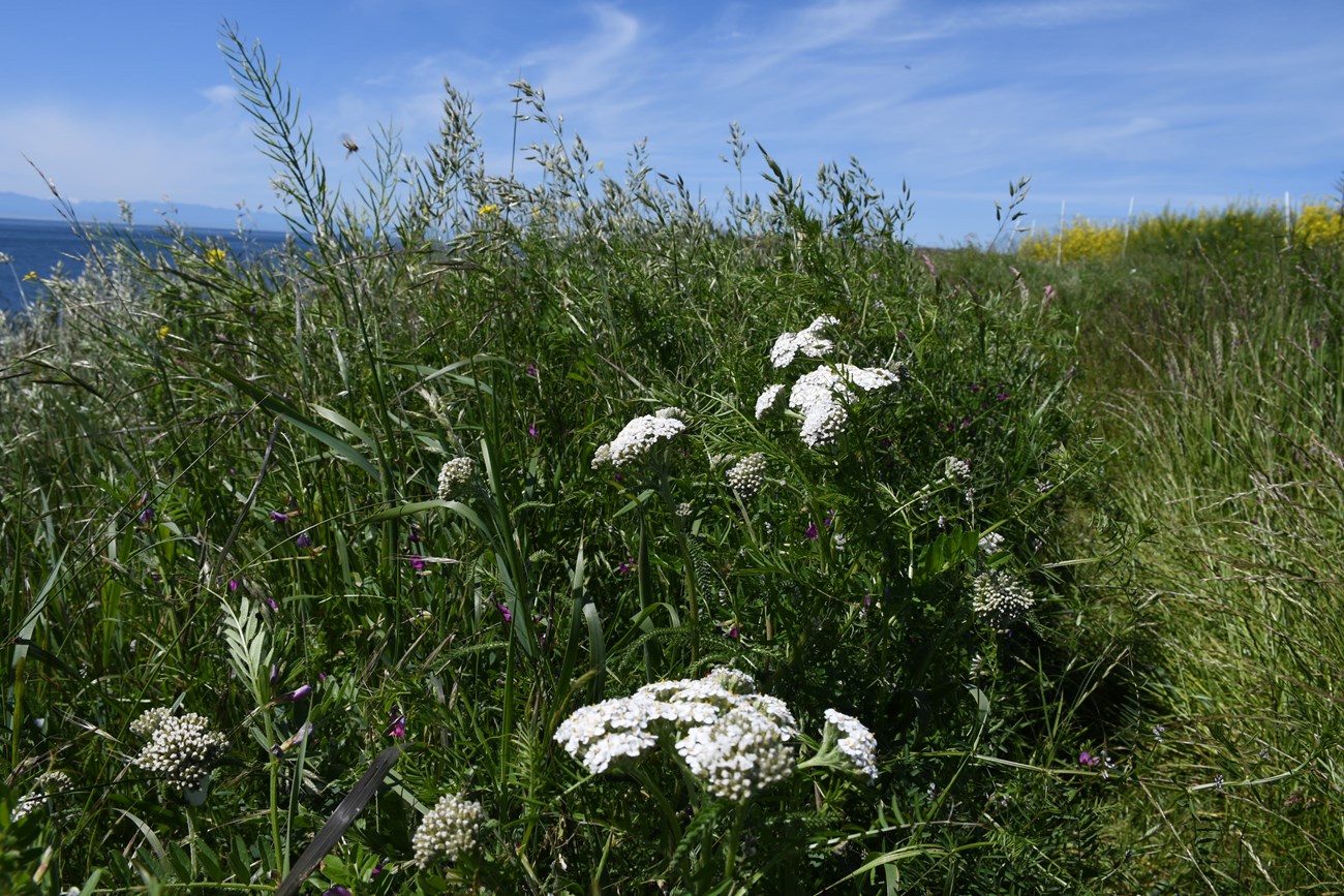 white flowers in lots of tall green grass of different varieties. Blue sky with wisps of white clouds in the background