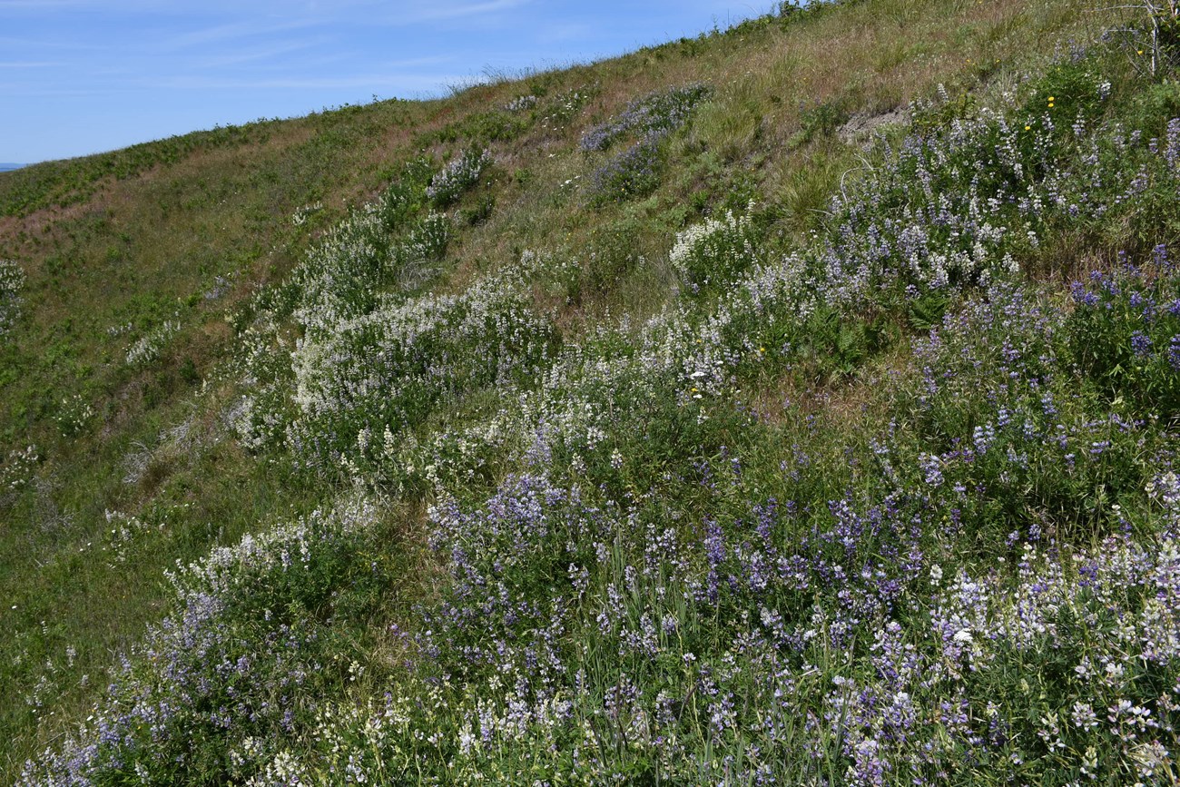A green grass field with lots of white and purple flowers, blue sky in the background