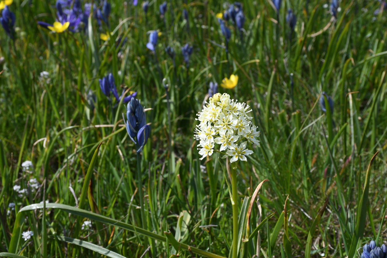 small whiteflowers in a bunch together on the same stem. In the back there are purple and yellow flowers and green long grass