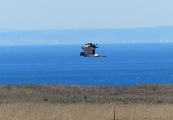 Northern Harrier Male Northern Harrier Male